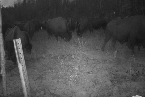 BIson Herd_B20