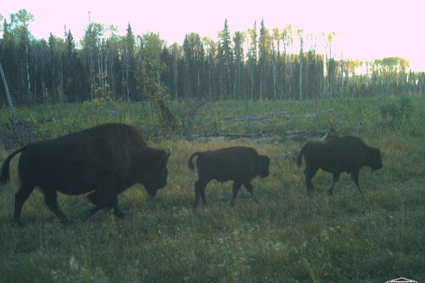 Bison Mom and Babies_B6