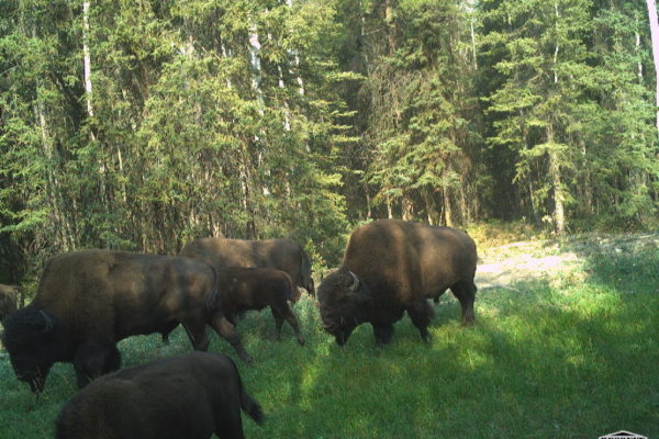 Bison herd w_ babies_B28