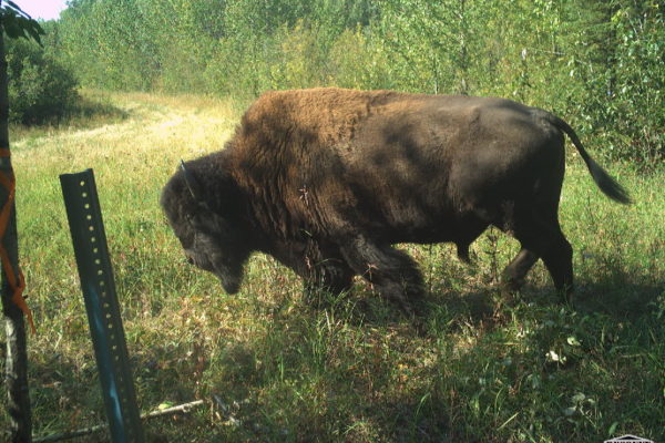 MaleBison_B28