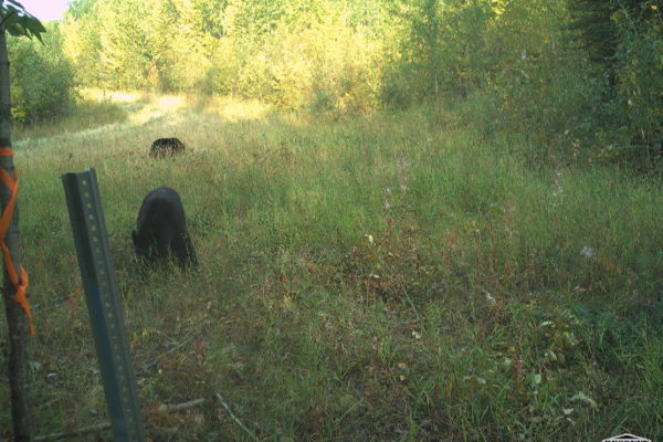 Mom and Baby Bear_B20